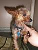OKC PuppyMill Raid- OKYorkieRescue Steps In!-p7260554.jpg