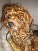 OKC PuppyMill Raid- OKYorkieRescue Steps In!-p7260552.jpg