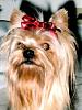 Need rescue Yorkie...-campbell.jpg