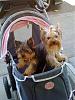 2nd yorkie what do you think?-bulletriostroller.jpg