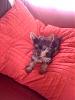 Pictures of the Three Yorkies I like one Is Parti-photo-13.jpg