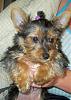 Greetings Yorkie Lovers From Near and Far!-khloes_topknot.jpg