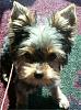 "Puppy Cut" pics please!-1280515167.jpg