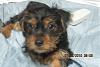 Is my dog a yorkie, silky or mix?-austin-2.jpg