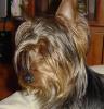 Older than 1 yr. Yorkie pics, anyone?-dsc03481.jpg