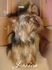 Older than 1 yr. Yorkie pics, anyone?-jessica.jpg