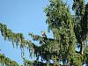Hawks in area - NOW THERE ARE TWO!!!-hawkintree.jpg