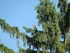 Hawks in area - NOW THERE ARE TWO!!!-hawkintree2.jpg