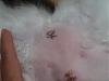 Tattoo your dog?  Humane Society did it to Sophie!-dottie_spay_tattoo.jpg