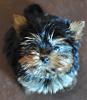 Is she a full yorkie?-pippin4-7-22-10.jpg