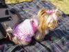 PICS Bitsy and Bentley at the park today!-bitsysundress.jpg