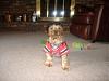 Build A Bear Clothing for Yorkie?-dscf0149.jpg