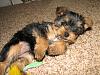 Morkies-img_2565.jpg