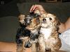 Morkies-img_2597.jpg