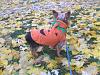 Halloween dog costumes???-user19197719_pic72959_1257212302.jpg