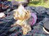 PICS Bitsy and Bentley at the park today!-mvc-006f.jpg