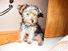 Puppy Pics-dscf5052.jpg