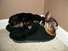 Puppy Pics-24603_1439702190039_1157557098_31337104_1983364_n.jpg