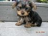 Puppy Pics-phphbduulpm.jpg