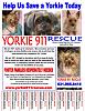 ** Introducing a New Yorkie Rescue **-yorkie911-rescue-flyer-544-x-704-.jpg