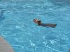 Do Yorkies Like To Swim?-user19213761_pic92763_1279054124.jpg