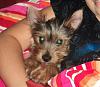 My baby has been kidnapped-puppy-039.jpg