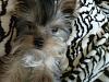 Short Haired Yorkies-img00070-20100709-1135.jpg