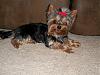 Short Haired Yorkies-008-1.jpg