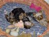 How does your Yorkie sleep-dogs-basket-1.jpg