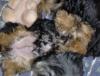 How does your Yorkie sleep-dogs-basket-3.jpg