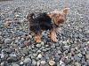 How old is your puppy-darwin-mohawk.jpg