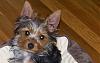 Yorkie Eyes/Coat-greeneyes.jpg