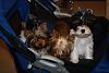 doggy stroller-diamond_20100404_1.jpg