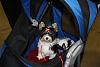 doggy stroller-img_7783.jpg