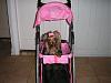 doggy stroller-picture-994.jpg