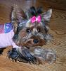 Roxy Gets Spay Surgery Tuesday-yt3.jpg