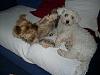 Puppy Mill Bill-littledogs.jpg