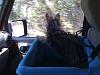 Doggie car seats-img_0705.jpg