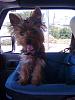 Doggie car seats-img_0710.jpg