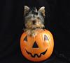 Growl-o-ween! Are you getting ready?-butters15weeks.jpg