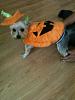 Growl-o-ween! Are you getting ready?-keno-pumpkin.jpg