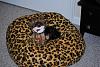 Look......POOFY BED-042-640x428-.jpg