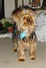 Why green eye ???-dsc02744.jpg