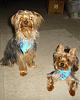 Why green eye ???-dsc02754.jpg
