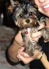 New Here to YorkieTalk.com!-ourdog2.jpg