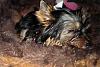 New Here to YorkieTalk.com!-ourdog3.jpg