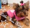 Cute stuff from Walmart ! ! !-dog.jpg