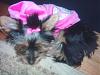 Cute stuff from Walmart ! ! !-dogggg.jpg