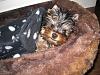 New Here to YorkieTalk.com!-mixienew.jpg