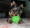 New Here to YorkieTalk.com!-mixie3.jpg